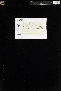 Hylocomium splendens image