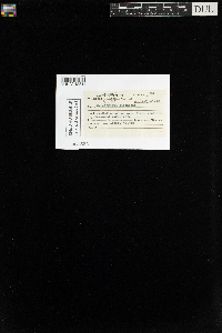 Hylocomium splendens image