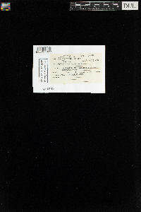 Hylocomium splendens image