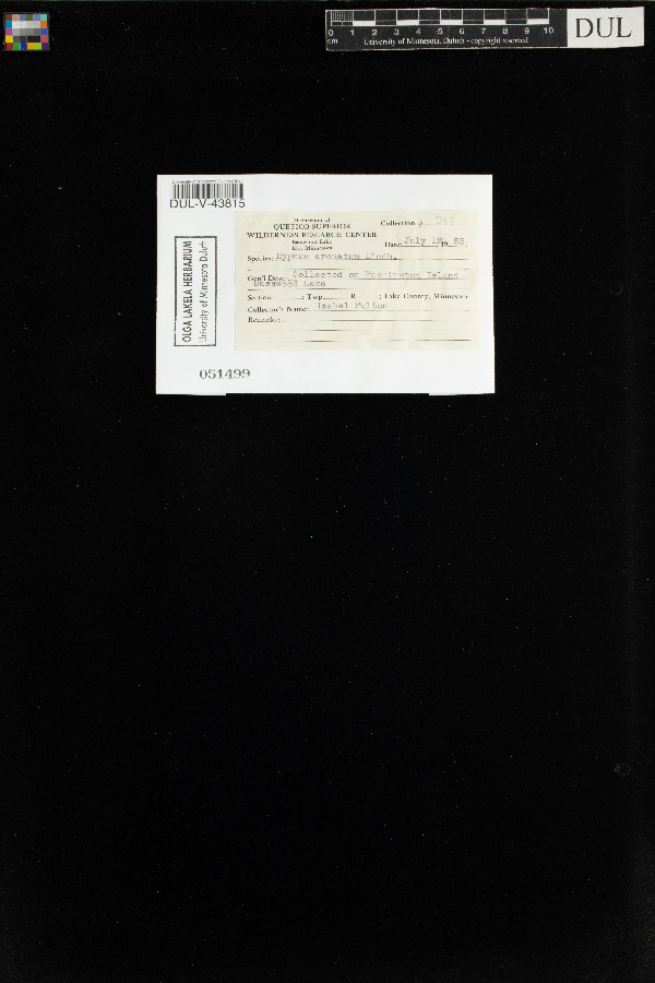 Calliergonella lindbergii image