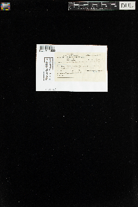 Mnium thomsonii image