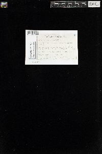 Mnium thomsonii image