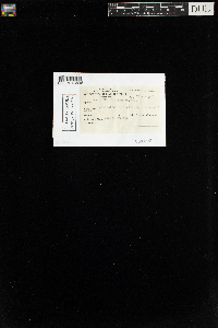 Mnium spinulosum image