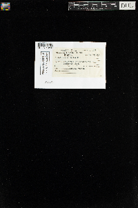 Mnium spinulosum image