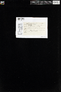 Mnium spinulosum image