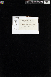 Mnium spinulosum image