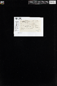 Mnium spinulosum image