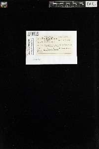 Mnium spinulosum image