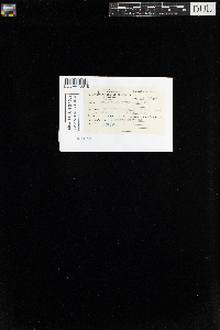 Mnium spinulosum image