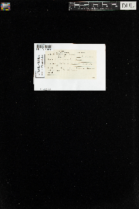 Plagiomnium drummondii image