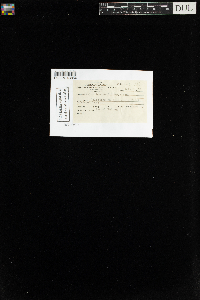 Plagiomnium drummondii image