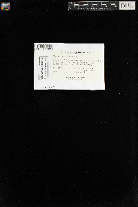 Hypnum pallescens var. pallescens image