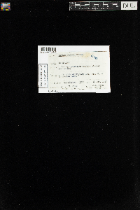 Hypnum pallescens var. pallescens image