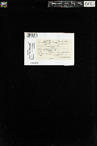 Hypnum pratense image