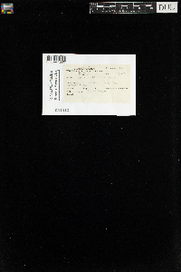 Callicladium haldanianum image