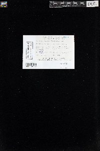 Myurella julacea image