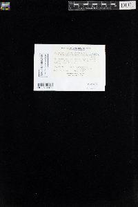 Myurella julacea image