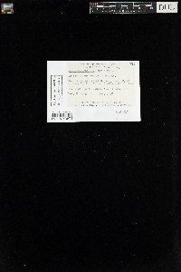 Myurella sibirica image