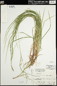Carex debilis image