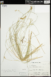 Carex echinata image