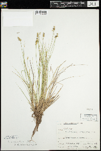 Carex echinata image