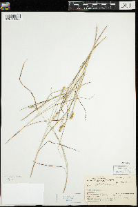 Carex echinata image