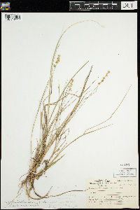 Carex echinata image