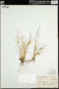 Carex viridula image