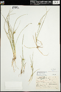 Carex viridula image