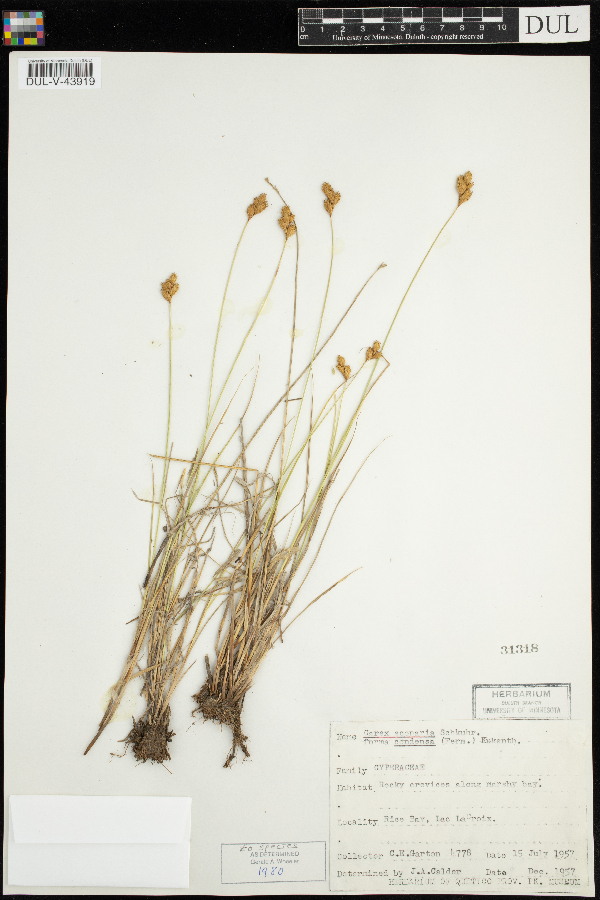 Carex scoparia image
