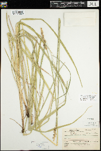 Carex stipata var. stipata image
