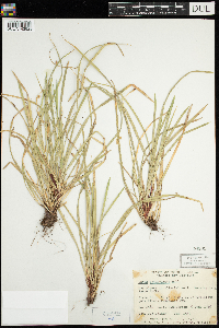 Carex pedunculata image
