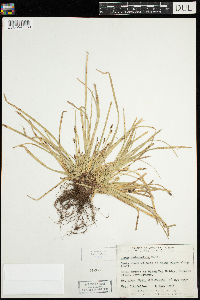 Carex pedunculata image