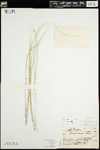 Carex pauciflora image