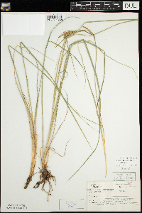 Carex lenticularis image