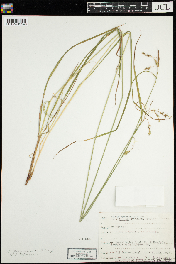 Carex magellanica image