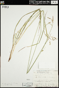 Carex magellanica subsp. irrigua image