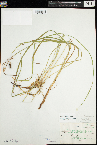 Carex magellanica subsp. irrigua image