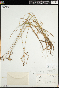 Carex magellanica subsp. irrigua image