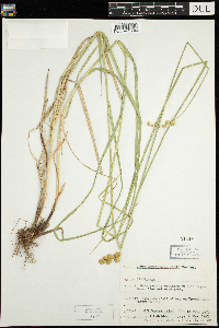 Carex merritt-fernaldii image