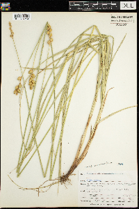 Carex merritt-fernaldii image