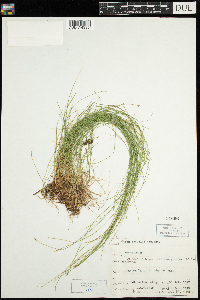 Carex leptalea image