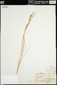 Carex lenticularis image