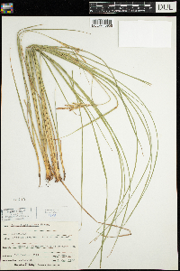 Carex lenticularis image