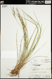 Carex lenticularis image