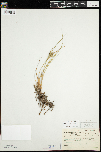 Carex lenticularis image