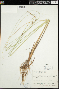 Carex lasiocarpa var. americana image