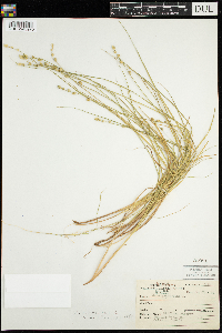Carex canescens image