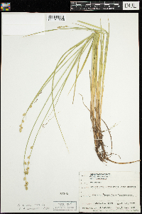 Carex canescens image