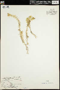 Sphagnum recurvum image